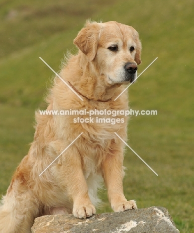 Golden Retriever standing on stone