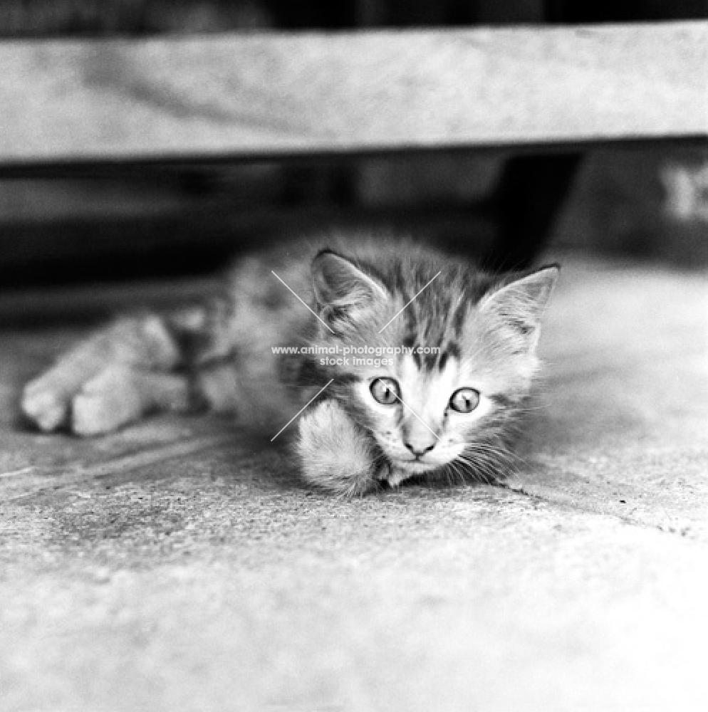 worried pet kitten in africa