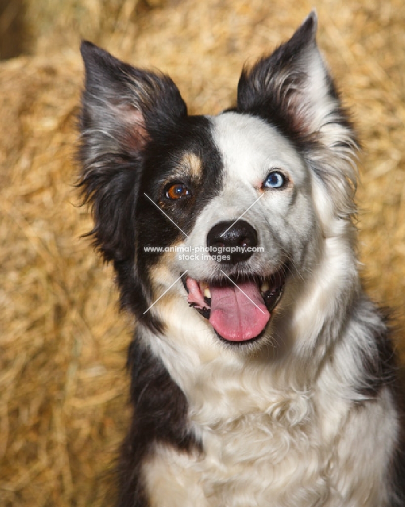 odd eyed border collie looking cheerful 