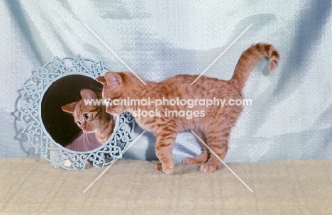 red spotted kitten looking in mirror