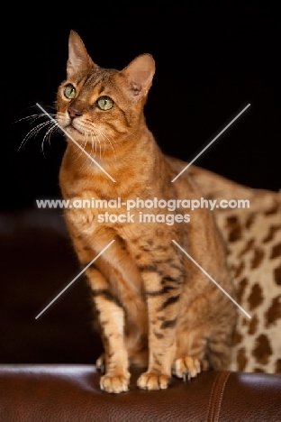 Bengal