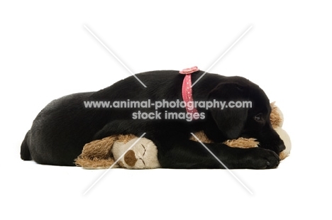 black labrador retriever lying with toy on a white background