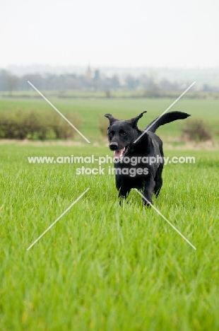 Pet Labrador running in a field with smile on his face