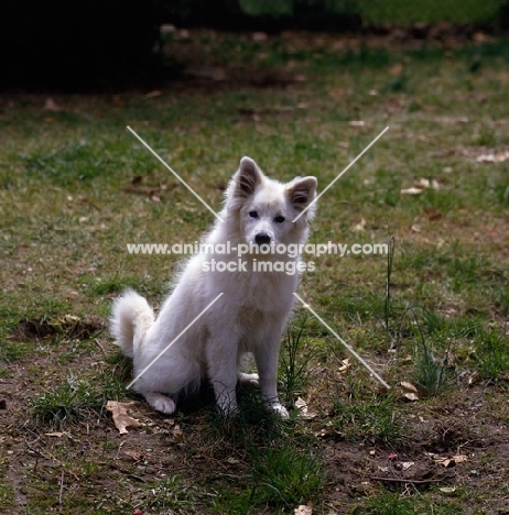 american eskimo dog sitting on grass