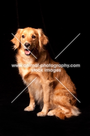 young Golden Retriever sitting down