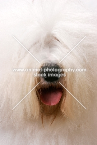 Australian Champion Old English Sheepdog, close up