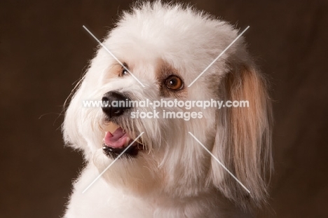 Coton de Tulear portrait