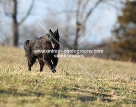 black dog running in countryside