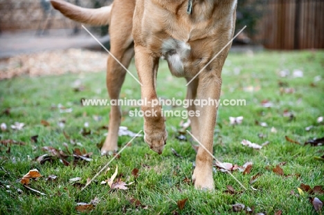 detail shot of yellow lab mix with one paw up