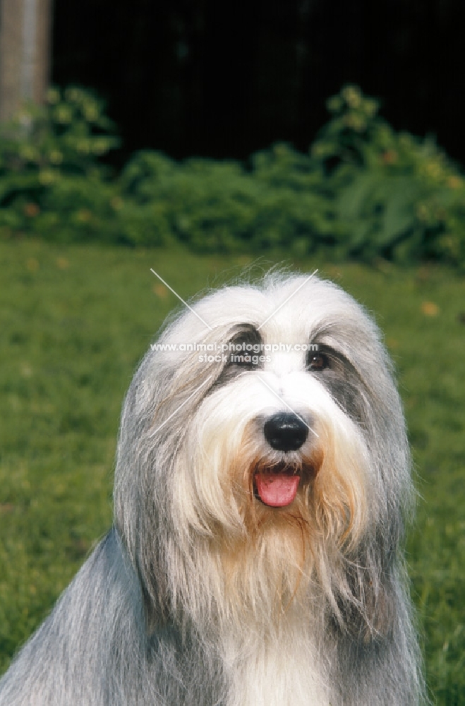 champion bearded collie