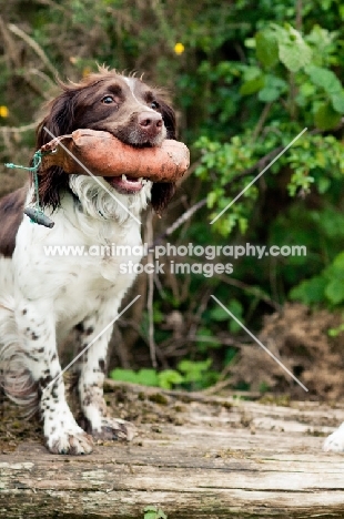 English Springer Spaniel with dummy