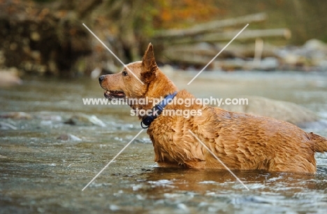 Australian Cattle Dog standing in water