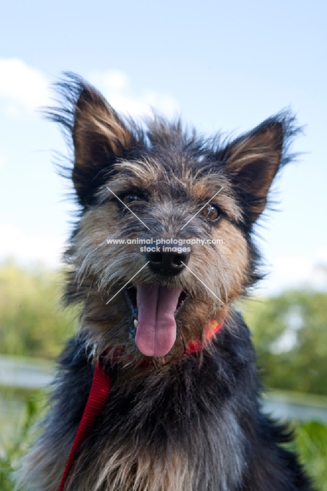 Terrier cross