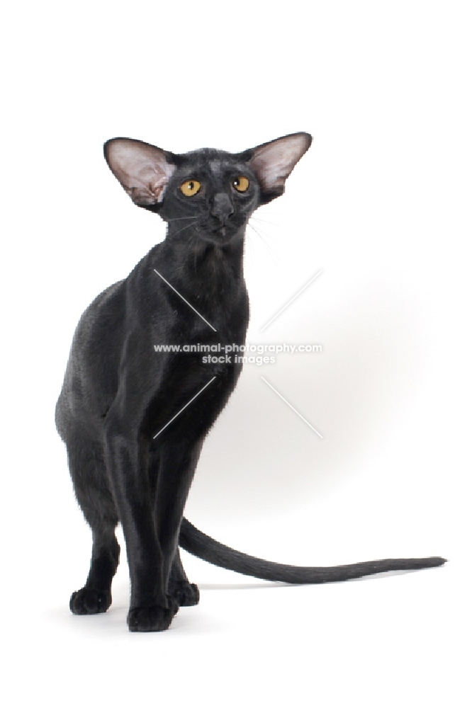 Animal Photography Black Oriental Shorthair Standing On White