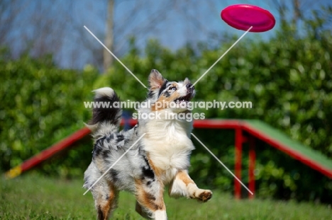 Blue merle australian shepherd running and playing with a frisbee