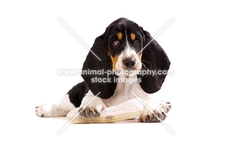 Basset Hound cross Spaniel puppy lying down isolated on a white background with a toy bone