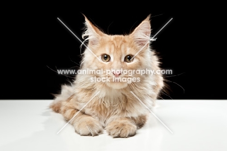 Maine Coon cat lying down on white table