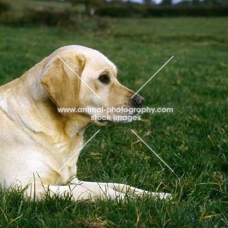 labrador retriever, portrait