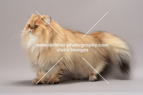 Shaded Golden Persian side view