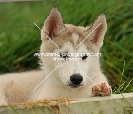 Siberian Husky puppy