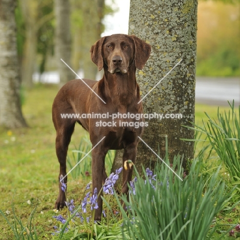 liver German Shorthaired Pointer