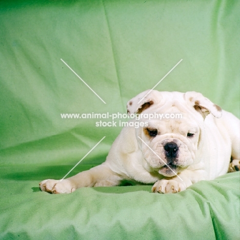 bulldog puppy lying down