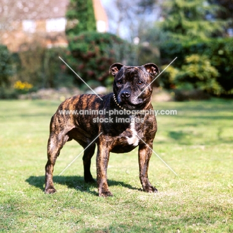 staffordshire bull terrier in the garden, charlie