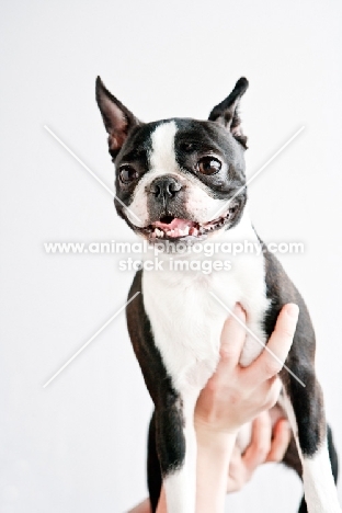 holding up Boston Terrier