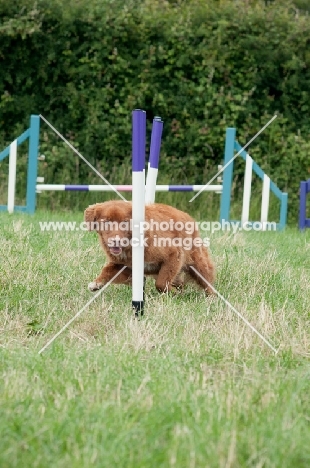 Nova Scotia Duck Tolling Retriever, poles