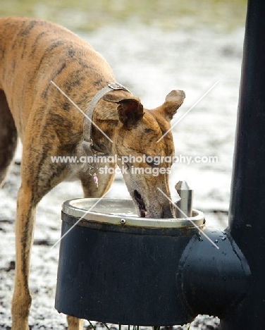 Greyhound drinking