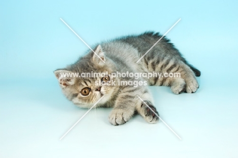 cute blue persian kitten lying down