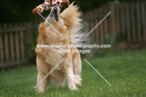 Golden Retriever with toy