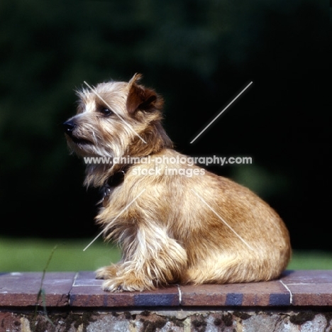 norfolk terrier sitting on a wall