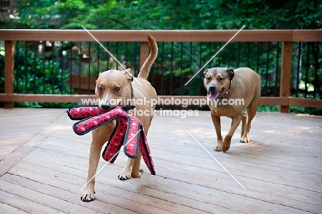 staffordshire terrier mix littermates playing chase with red toy