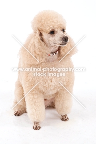 Toy Poodle on white background