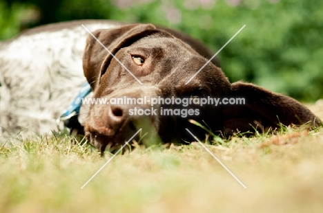 German Shorthaired Pointer (GSP) resting on grass