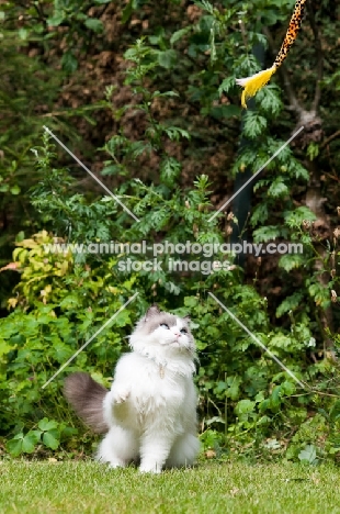 Ragdoll cross Persian in garden