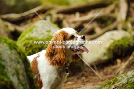 Cavalier King Charles Spaniel amongst mossy rocks. 