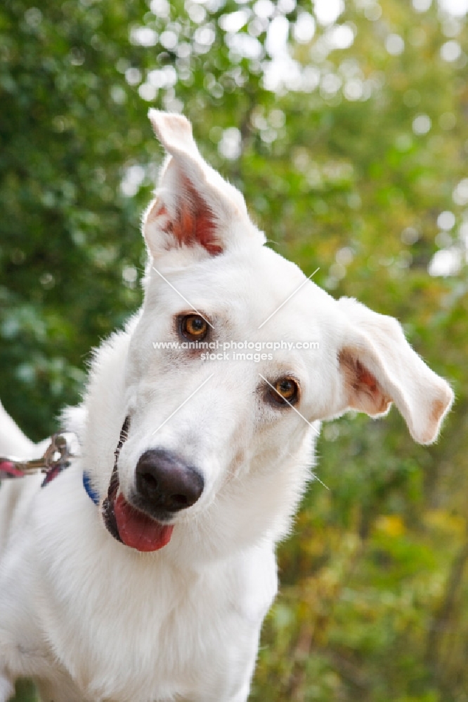 white cross bred dog