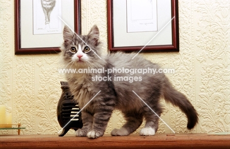 Norwegian Forest kitten at home