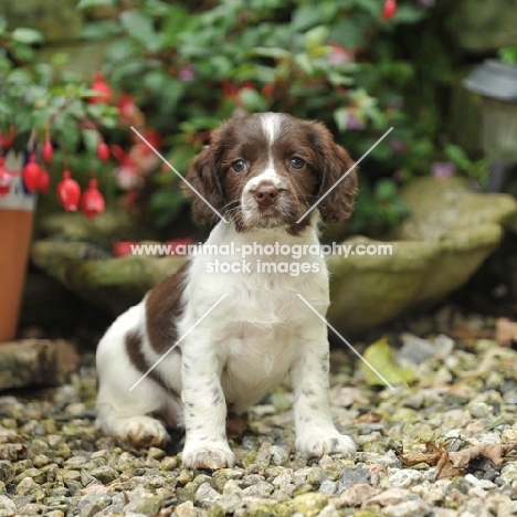 springer spaniel puppy sat in garden setting