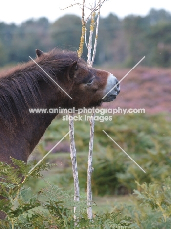 Exmoor Pony scratching 