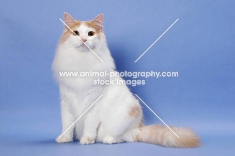 Cream Mackerel Tabby & White Norwegian Forest Cat
