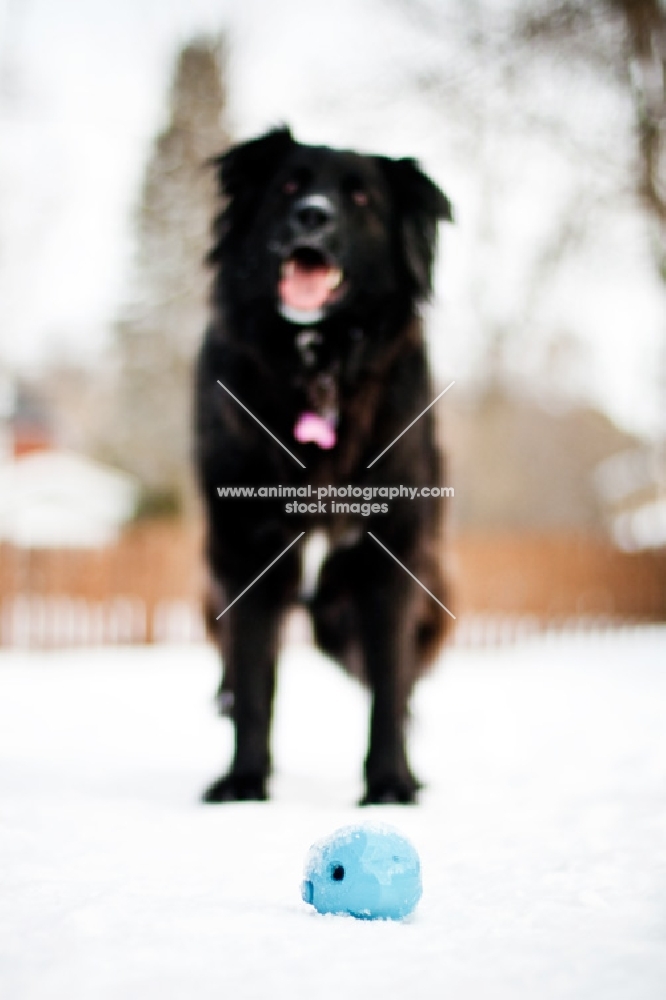 Black dog waiting for ball to be thrown