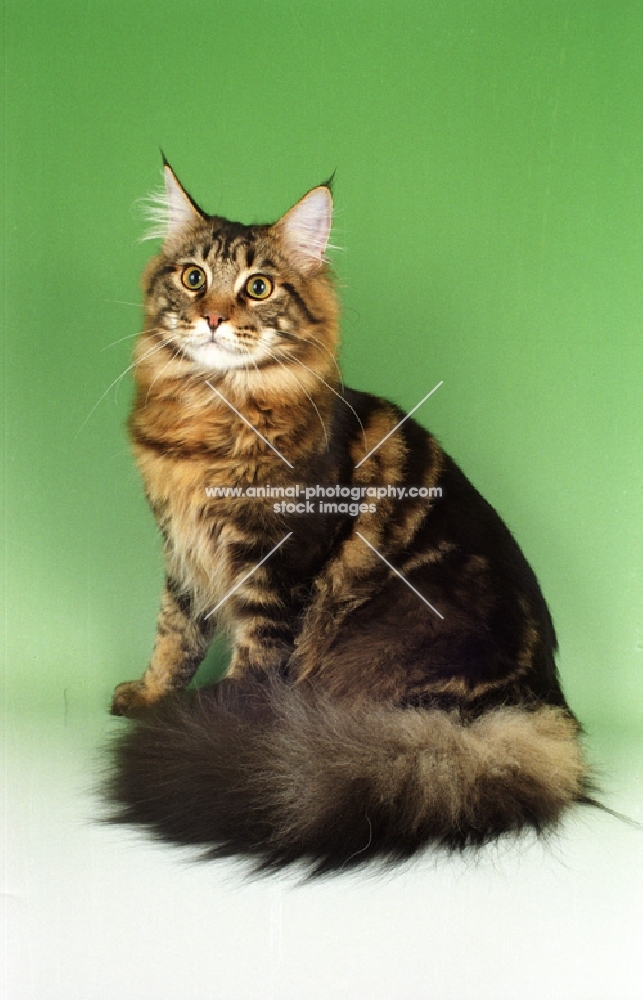 Brown Tabby Maine Coon sitting on green background