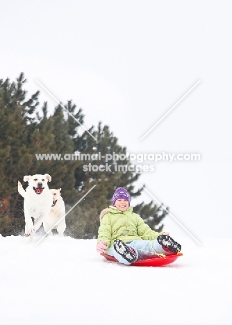 Labradors running after a sleigh