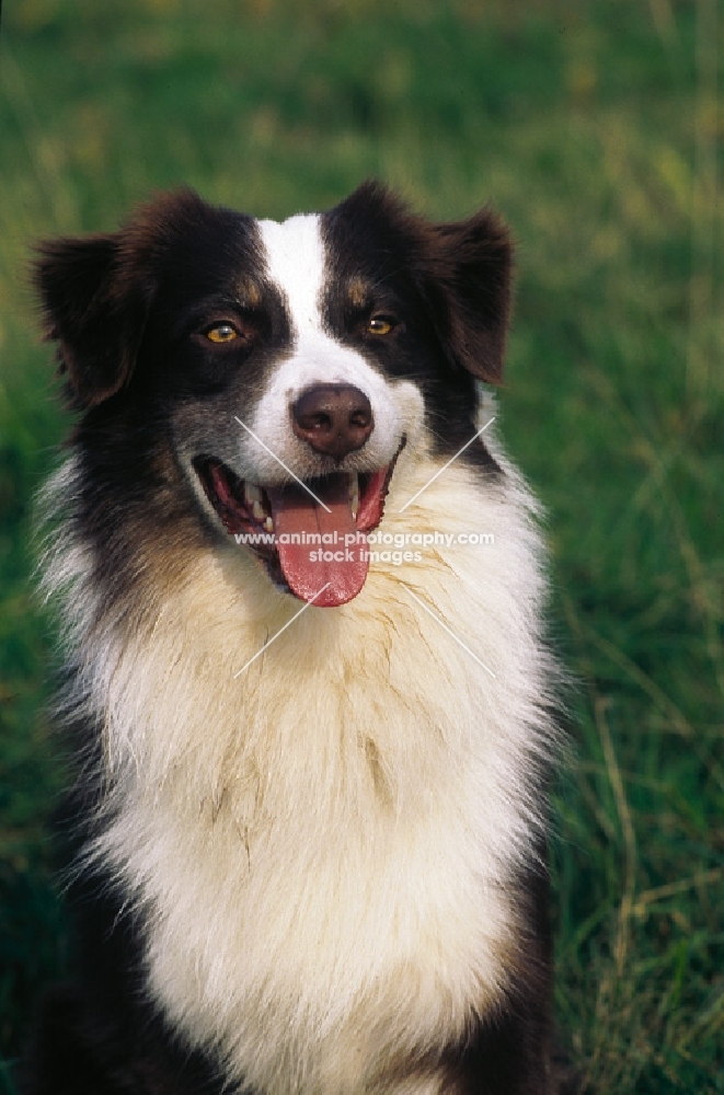 australian shepherd