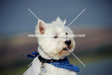 West Highland White Terrier wearing scarf