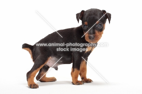 Min Pin puppy on white background