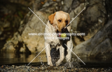 cream Labrador Retriever with ball